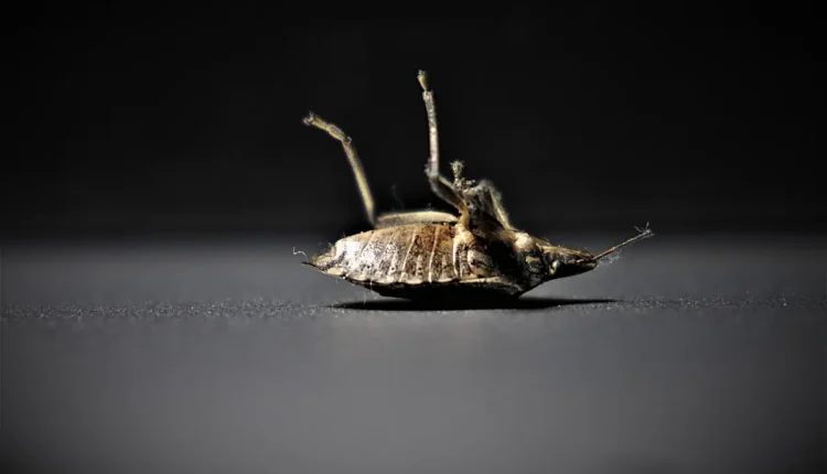 Tipos de percevejos: identifique e saiba como eliminar cada espécie