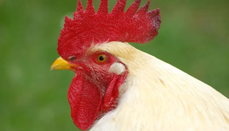 Torneira ncm: códigos de classificação para produtos sanitários