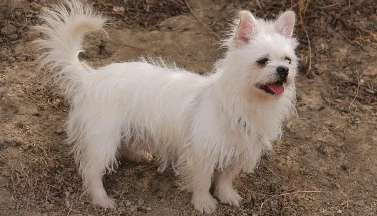 Usuário do instagram com foto: como identificar perfis ativos