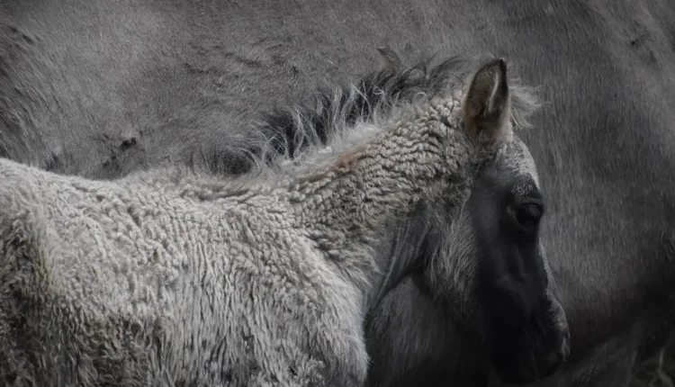 É possível um homem engravidar uma égua: ciência explica esta dúvida