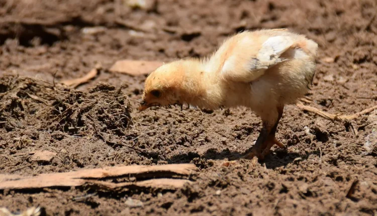 Porque zico matou deusdete: história verídica ou mito?