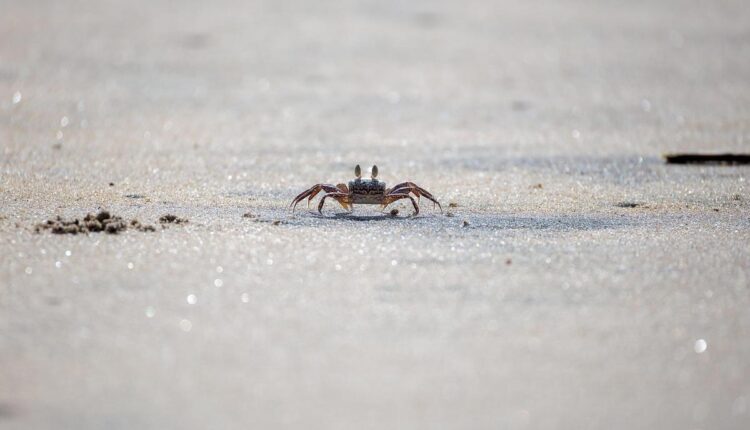 Resort em Porto de Galinhas: conforto, gastronomia e lazer à beira-mar